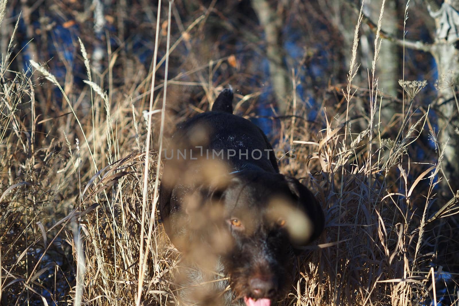 A working dog of the German hunting breed Drathaar on the hunt in the field. by Olga26