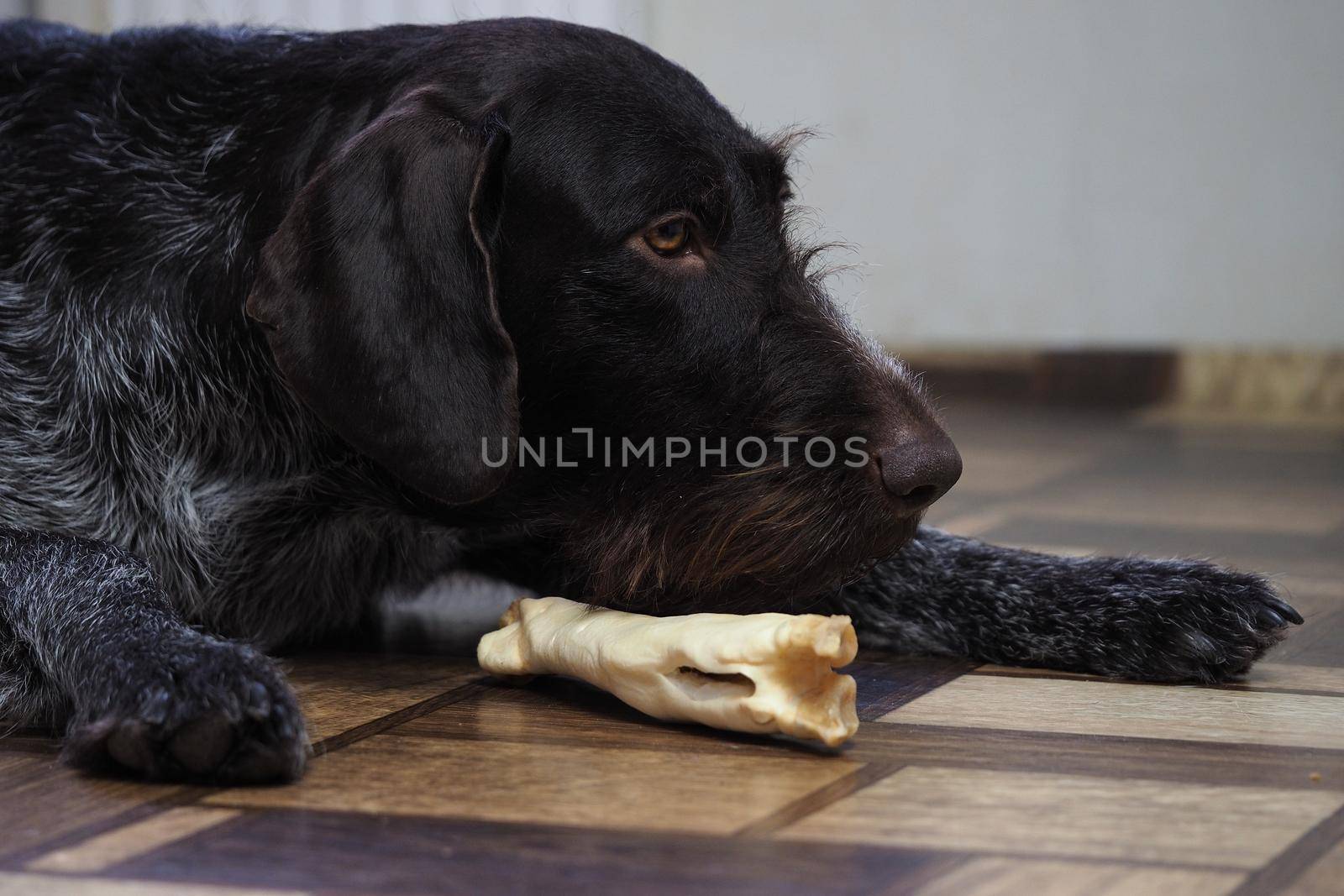 A treat for a purebred hunting dog. Pet food from a pet store. Dog nibbles a treat.