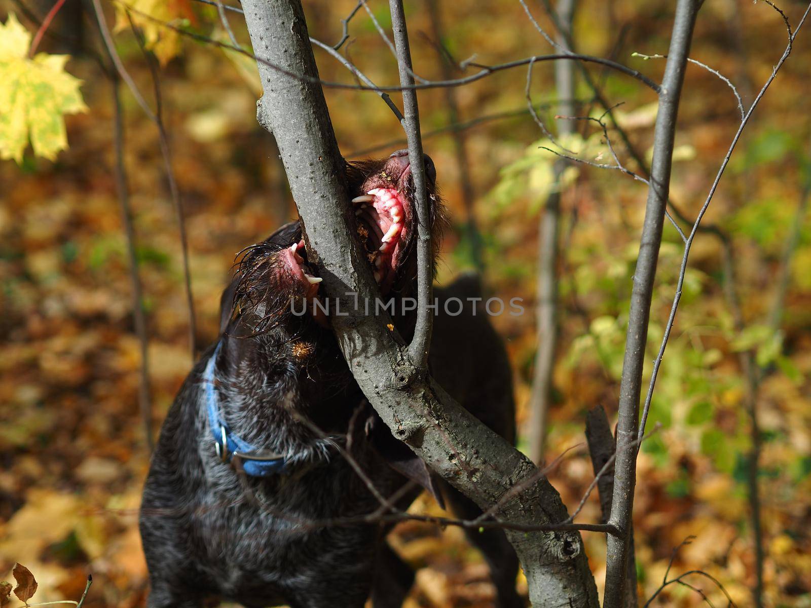 Hunting dog. A German dog gnaws at a tree branch in an autumn forest.