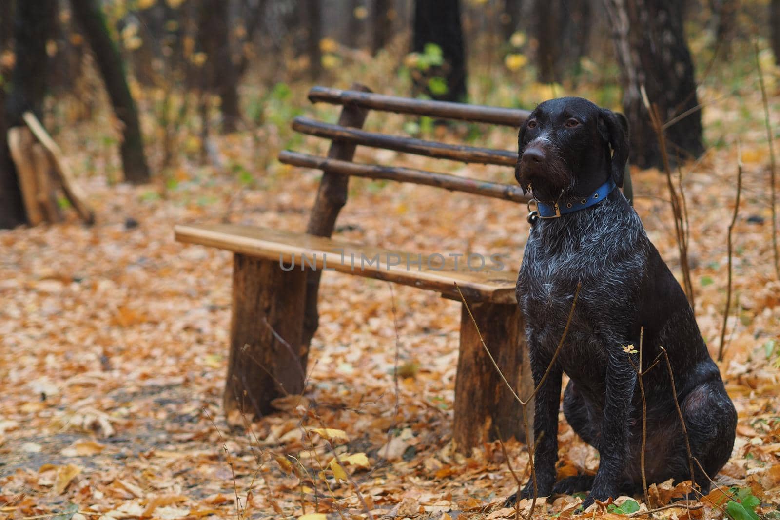 A pedigree dog waits for its owner tied to a bench in the autumn forest.