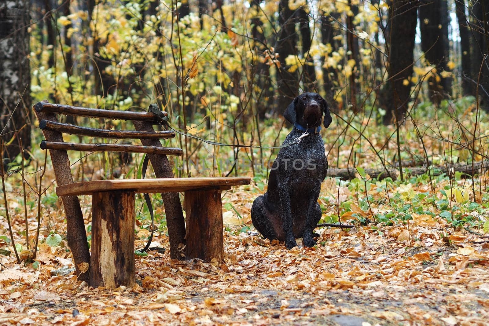 A pedigree dog waits for its owner tied to a bench in the autumn forest.