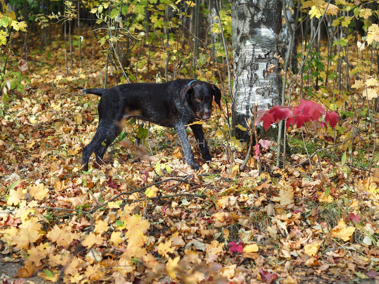 Hunting dog on a walk in the autumn forest. by Olga26