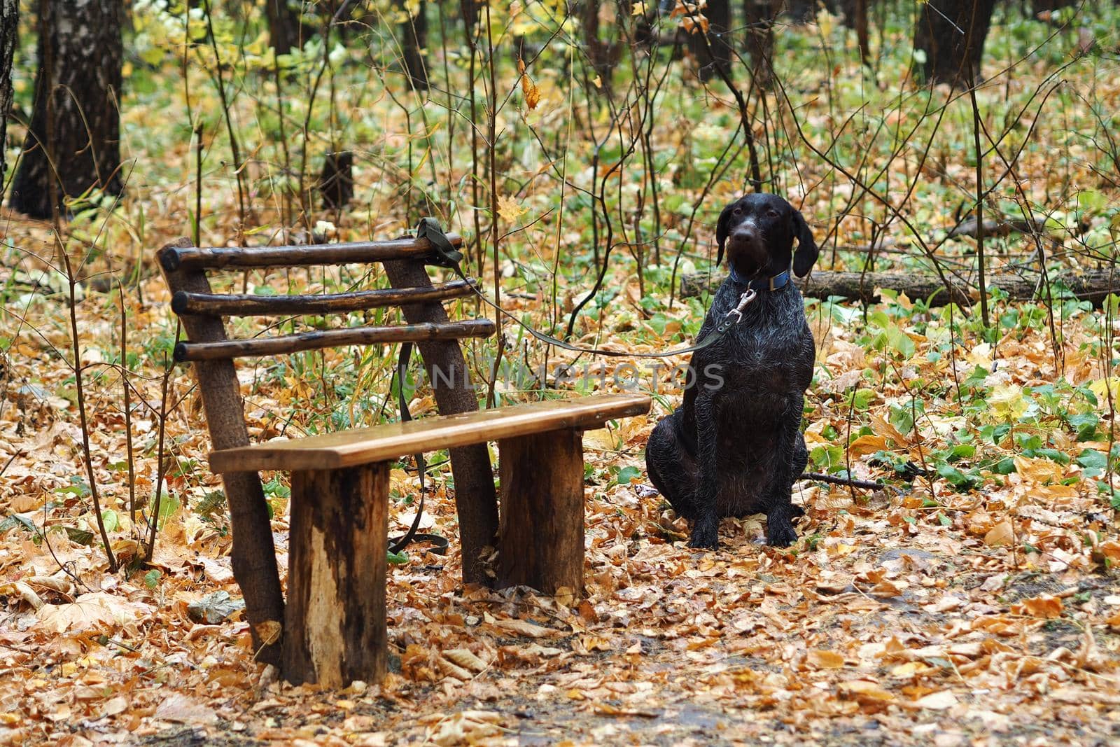 Breedy dog waits for owner near a bench in the autumn forest by Olga26