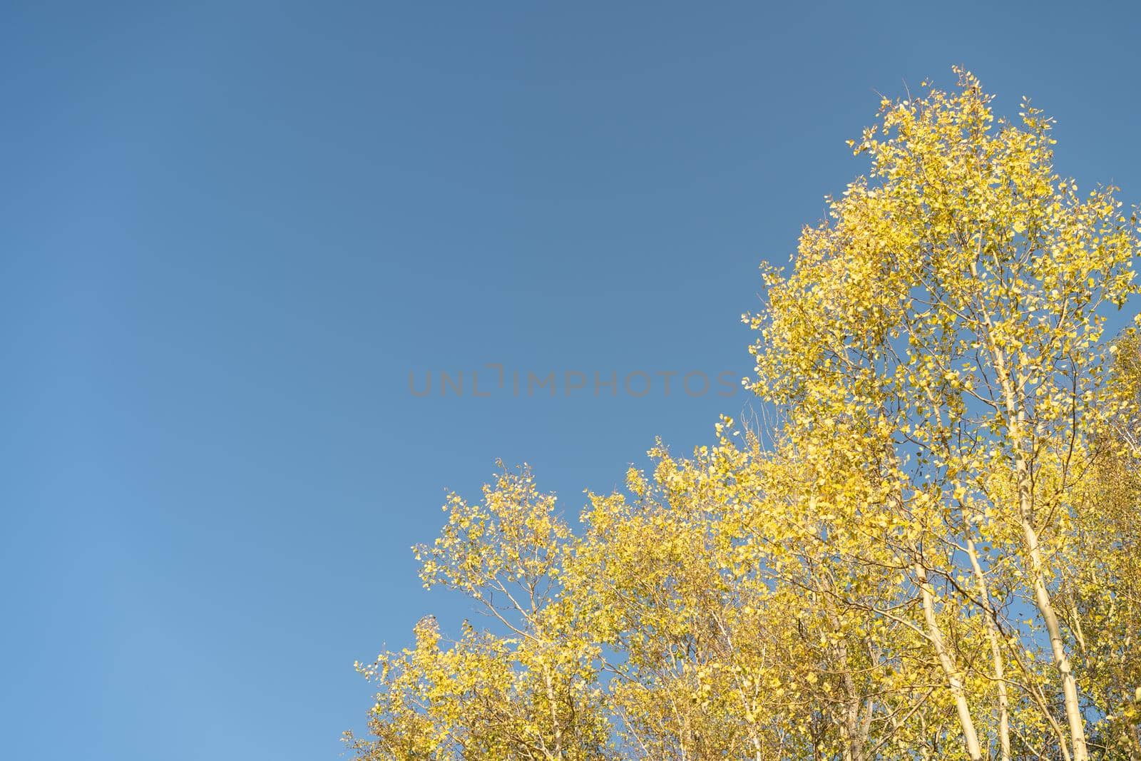 Natural autumn background with yellow birch leaves on the sky background.