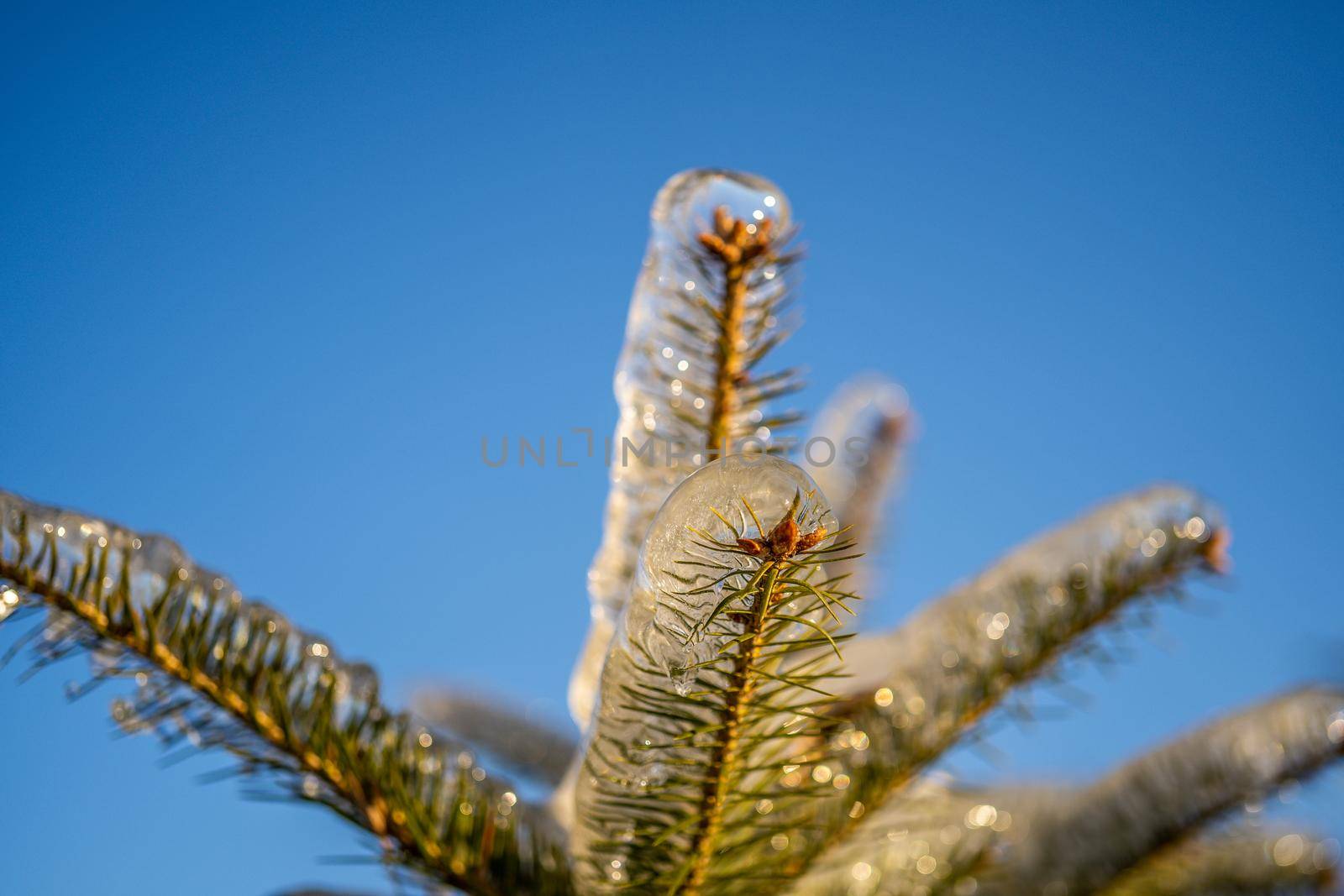 The branches were covered with ice after the icy rain. Winter landscape