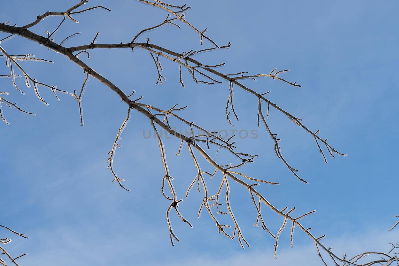 Beautiful blurry background with bokeh and ice branch.