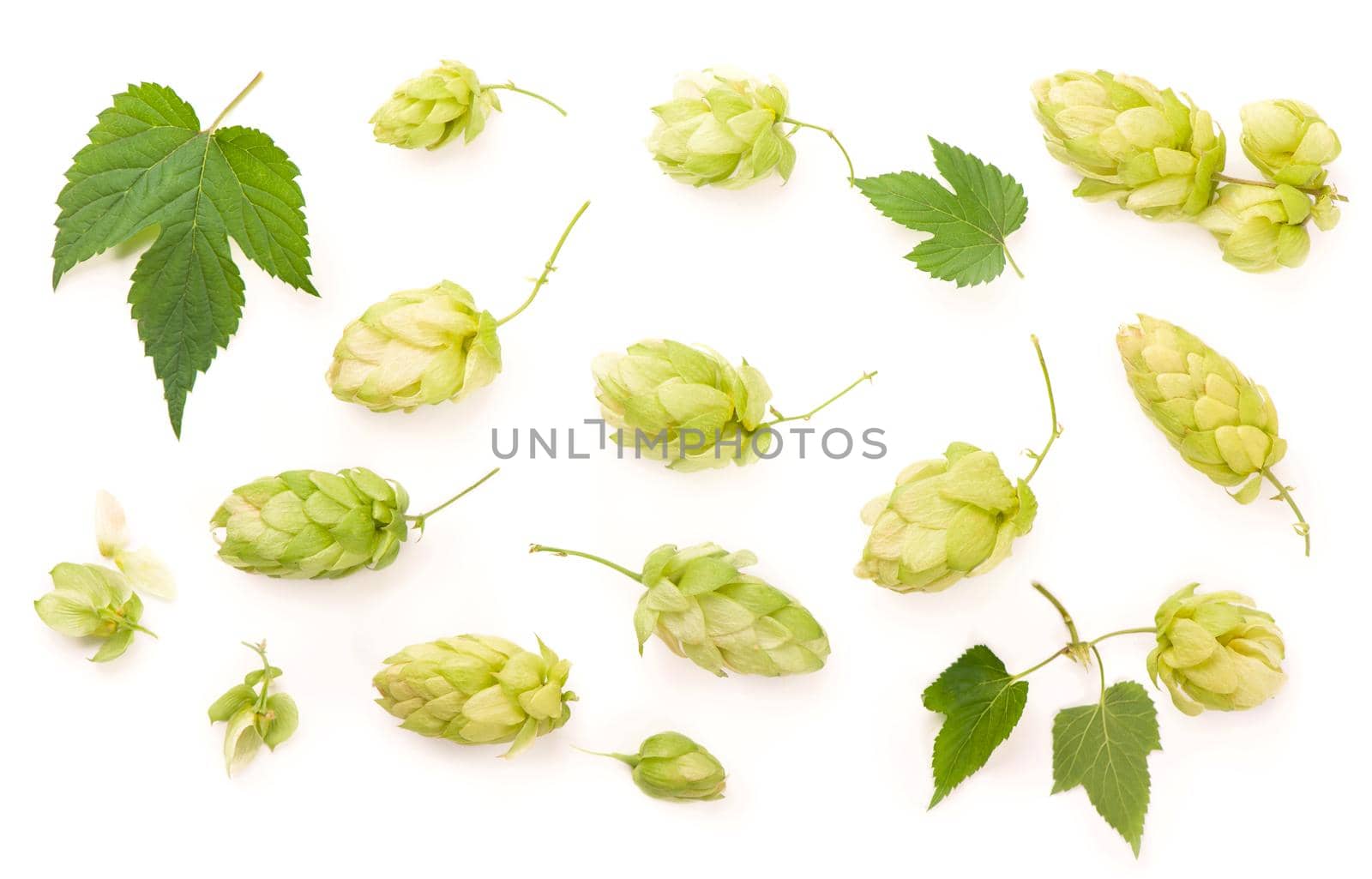 Fresh green hop branch, isolated on a white background. Hop cones for making beer and bread. Close up