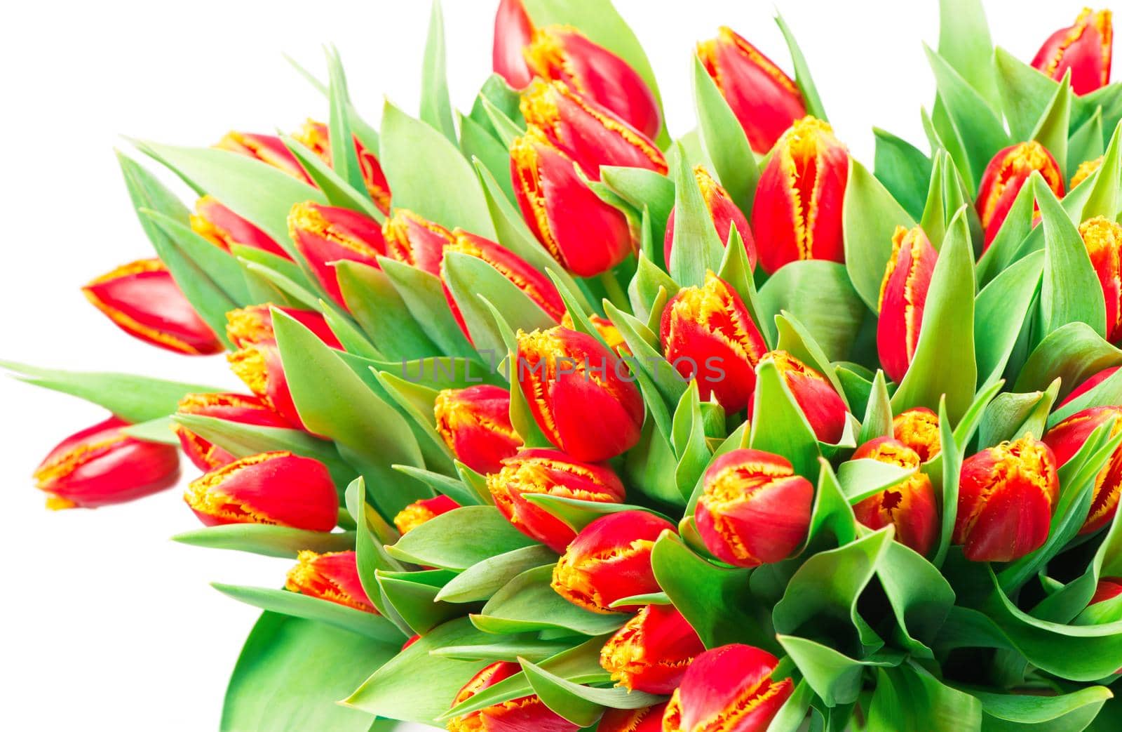 large bouquet of red tulips on a white background