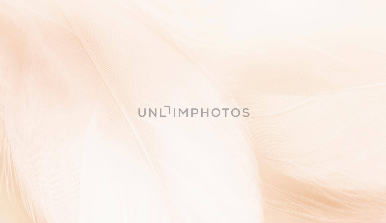 Abstract background. Texture. Pastel colored fluffy bird feathers background