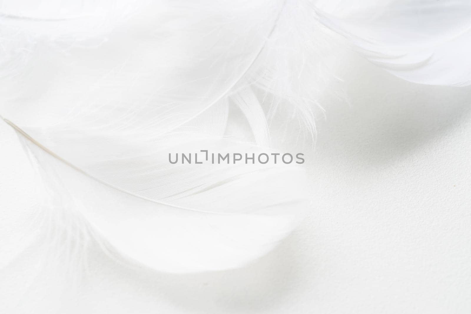 Black and white fluffy feathers of bird for background by Desperada