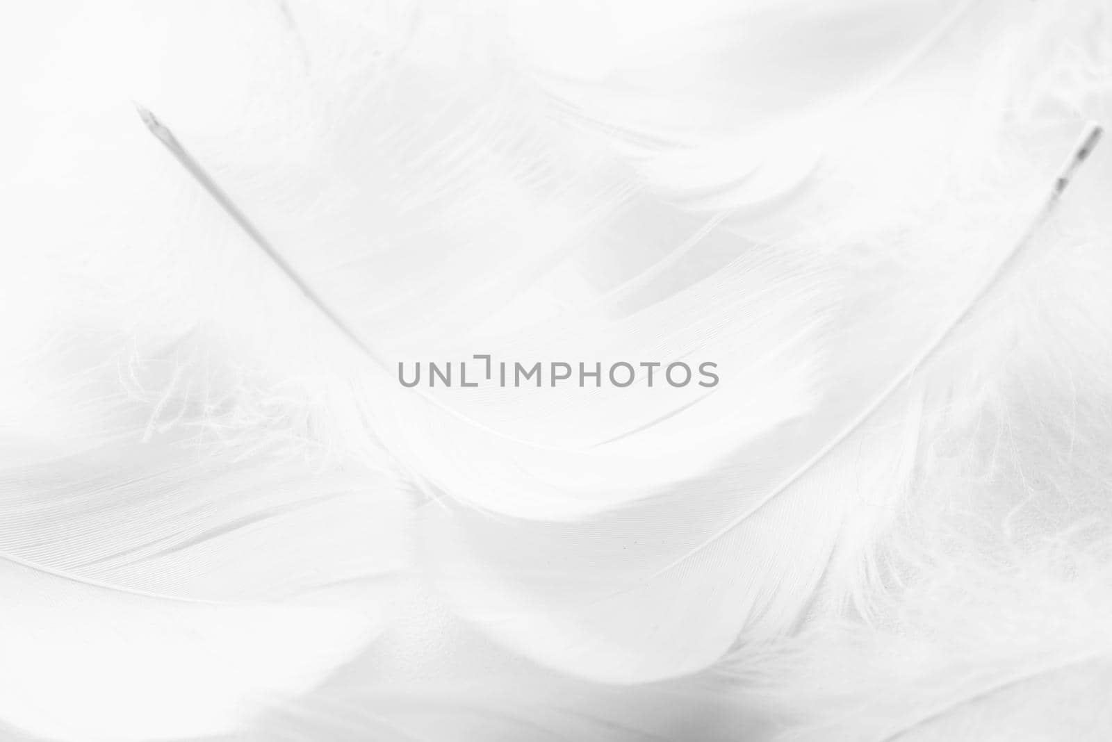 Abstract background. Texture. Black and white fluffy bird feathers background