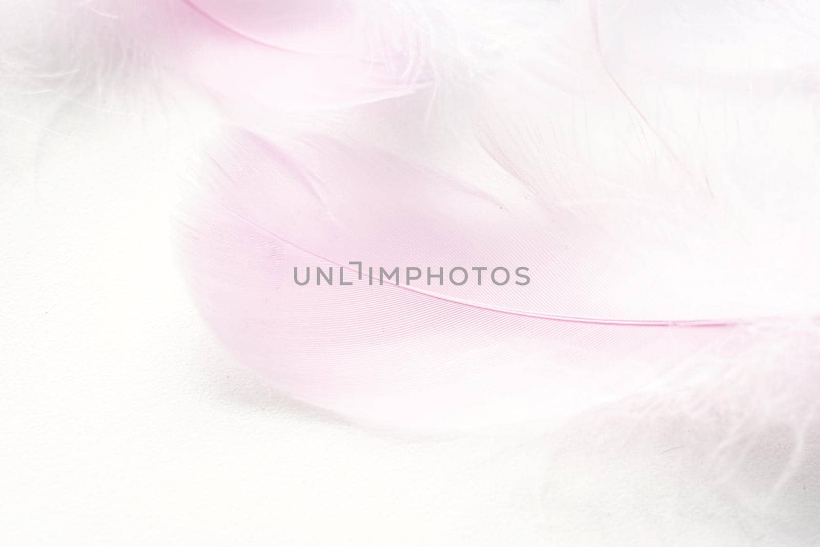 Abstract background. Texture. Pastel colored fluffy bird feathers background