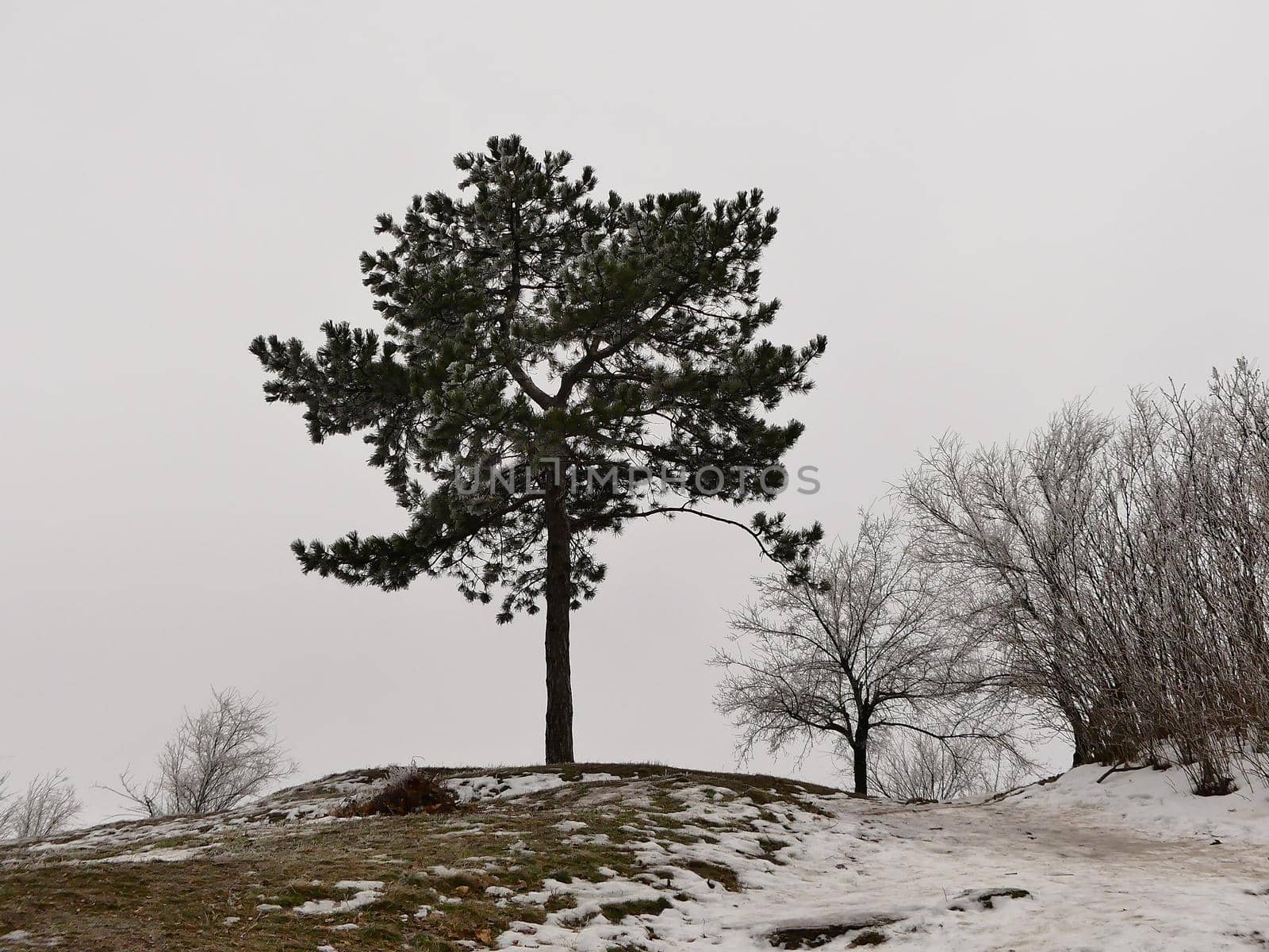 Lush conifer tree in winter is isolated. by Olga26