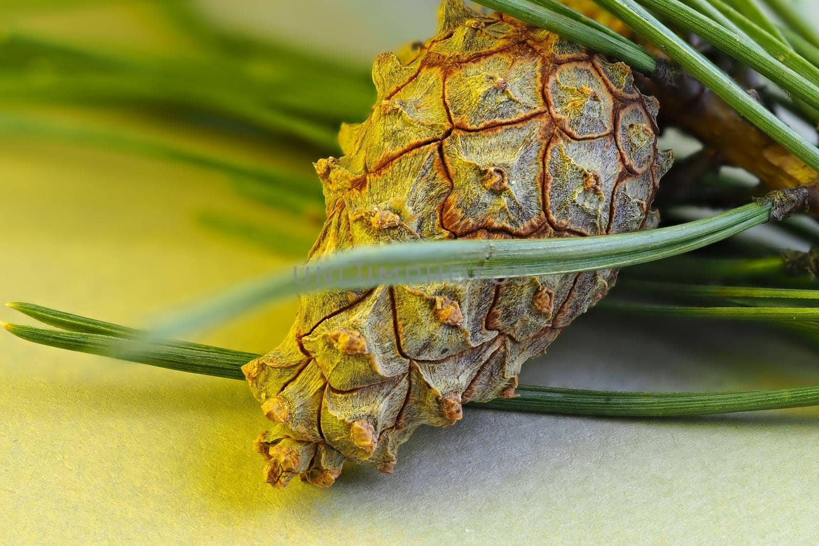 A pine cone on a branch. Macro photos. Isolated, close-up. by Olga26