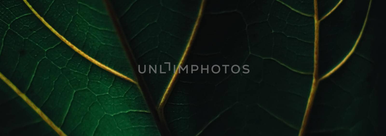 Exotic green leaf as organic nature background, climate change and eco environment concept