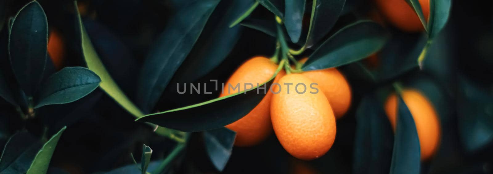 Mandarin tree in exotic fruit garden, organic food and fruitful plant concept