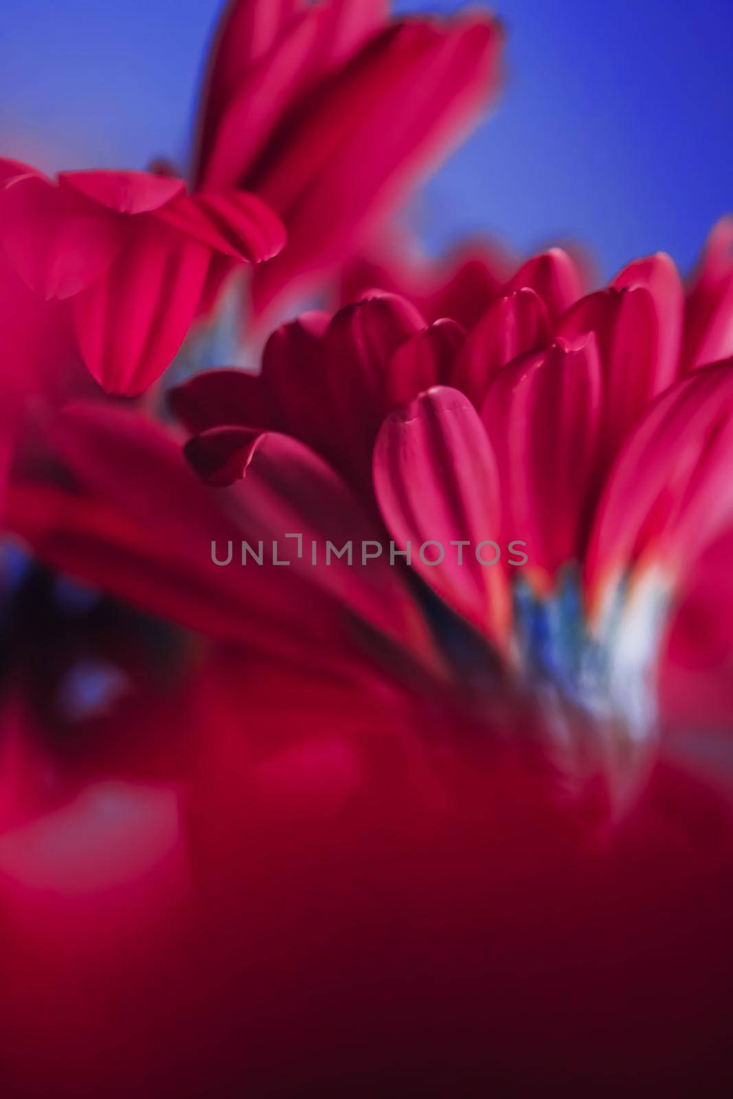 Pink daisy flowers on blue background, floral backdrop and beauty in nature closeup