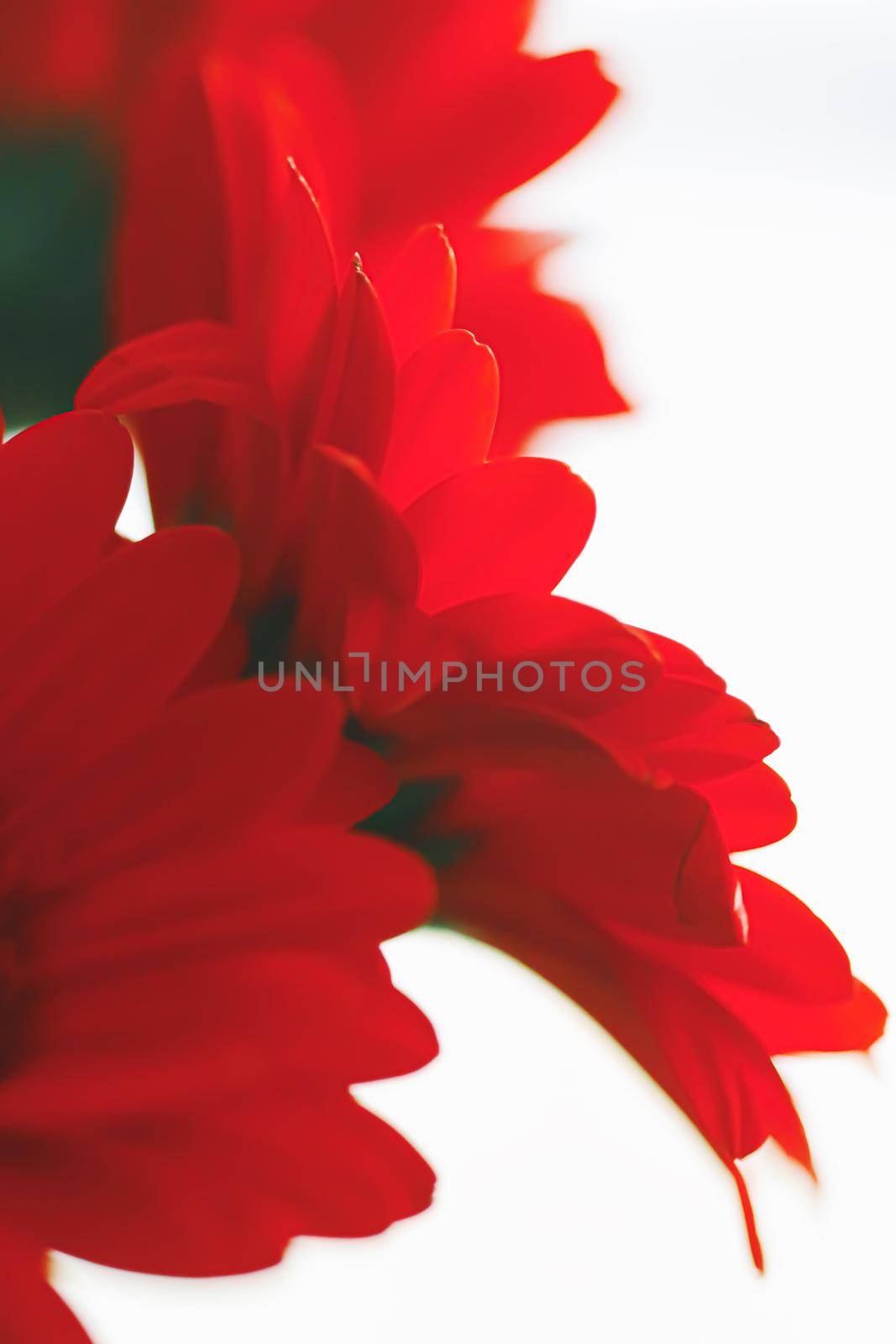 Red daisy flower isolated on white background, floral art and beauty in nature closeup