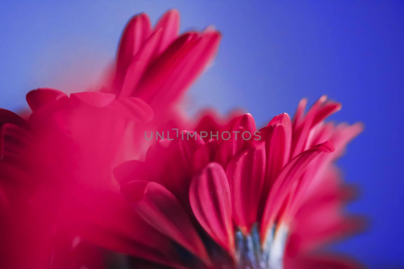 Pink daisy flowers on blue background, floral backdrop and beauty in nature closeup