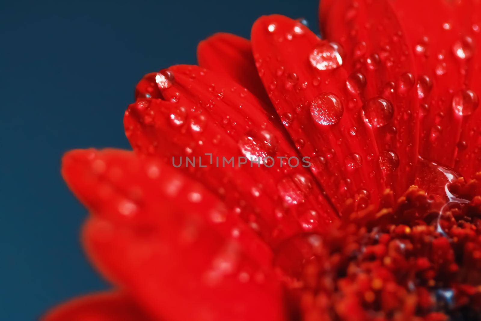 Red daisy flower petals and morning dew drops, floral background and beauty in nature closeup