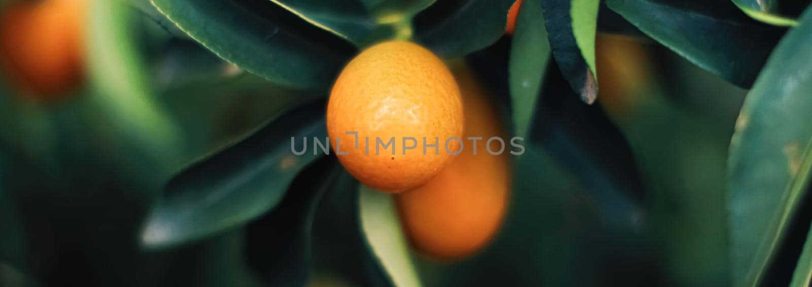 Mandarin tree in exotic fruit garden, organic food and fruitful plant concept