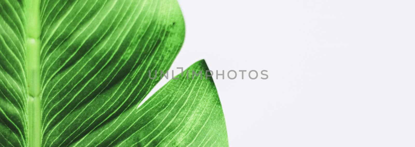 Exotic green leaf as organic nature background, climate change and eco environment by Anneleven