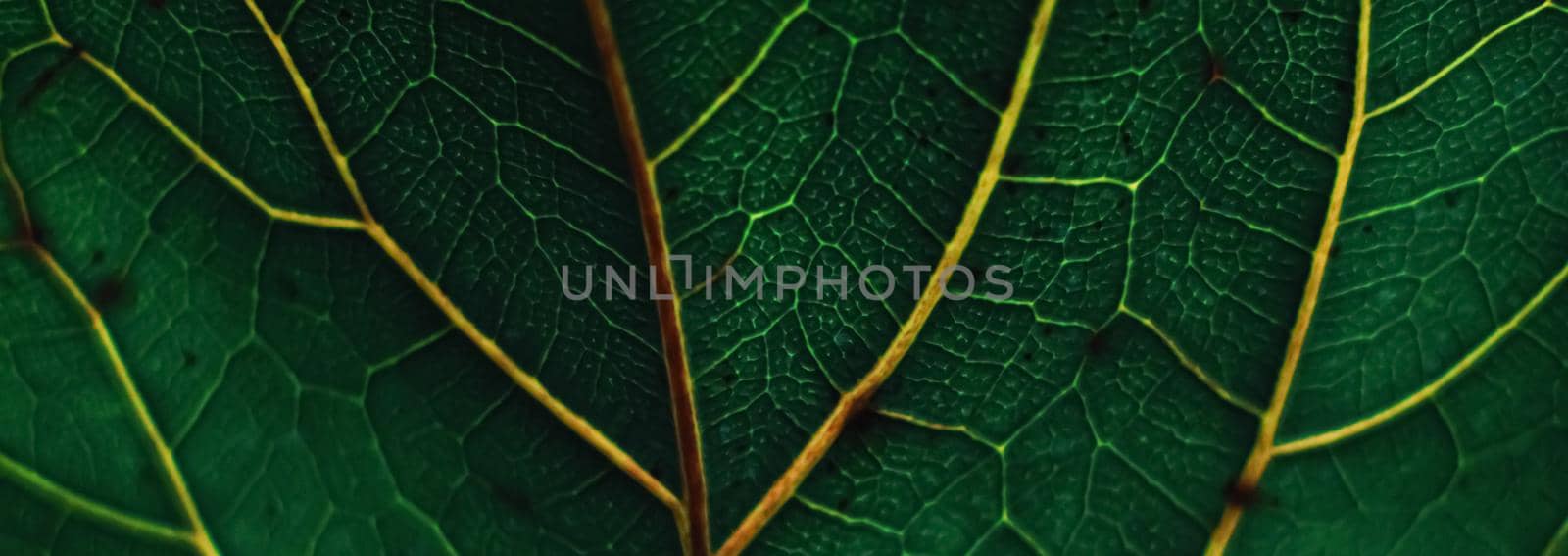 Exotic green leaf as organic nature background, climate change and eco environment by Anneleven