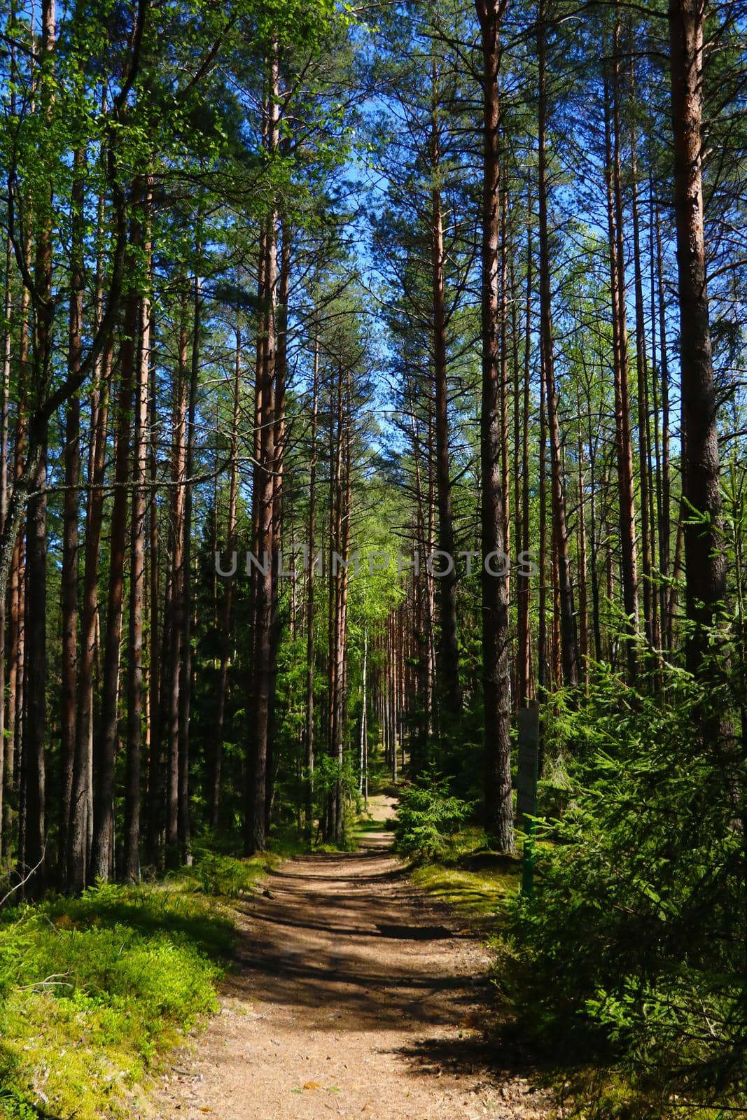 View of green young pine forest on a sunny day in spring. by kip02kas