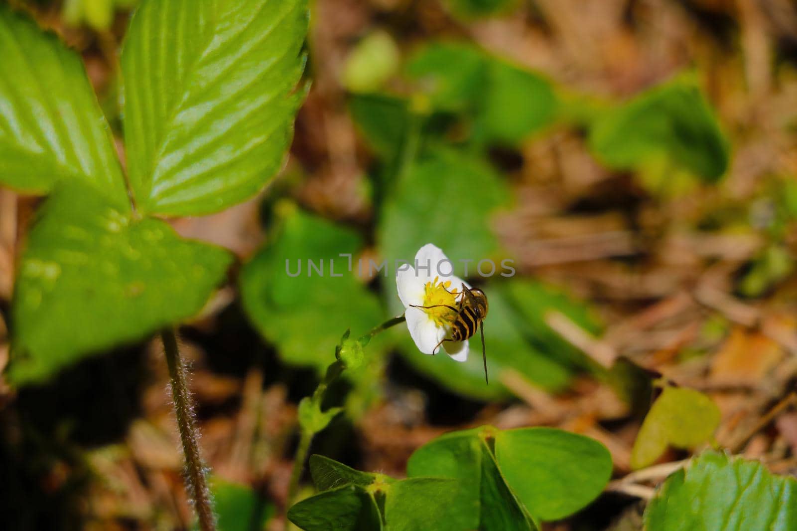 Blooming wild strawberry in the spring in the forest. by kip02kas