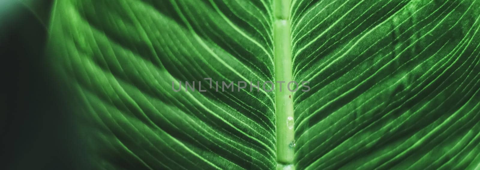 Exotic green leaf as organic nature background, climate change and eco environment by Anneleven