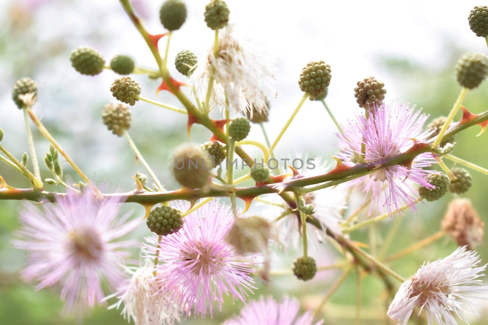 Mimosa pudica, also called sensitive plant, sleepy plant, action plant, touch-me-not,