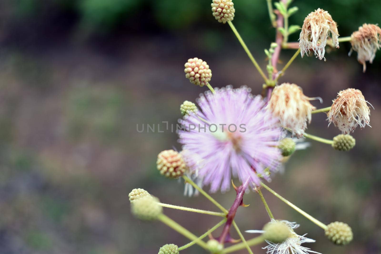 Herb plant,Mimosa pudica (Sensitive plant, sleepy plant, Sleeping grass, the touch-me-not)F by tabishere