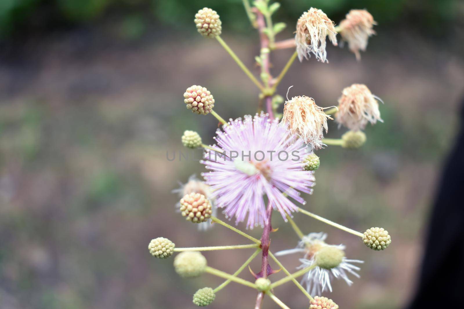 Macro: Flowers of sensitive plant, the Nuttall's sensitive-brier, sleepy plant or the touch-me-not tree (Mimosa) on blur background.
