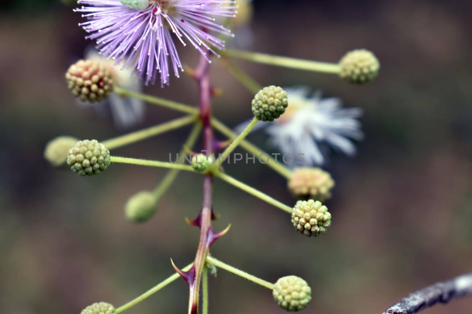 Close up of Mimosa pudica also known as shame plant or shameplant, It close its leaves when touched. Nature background with blurred background by tabishere