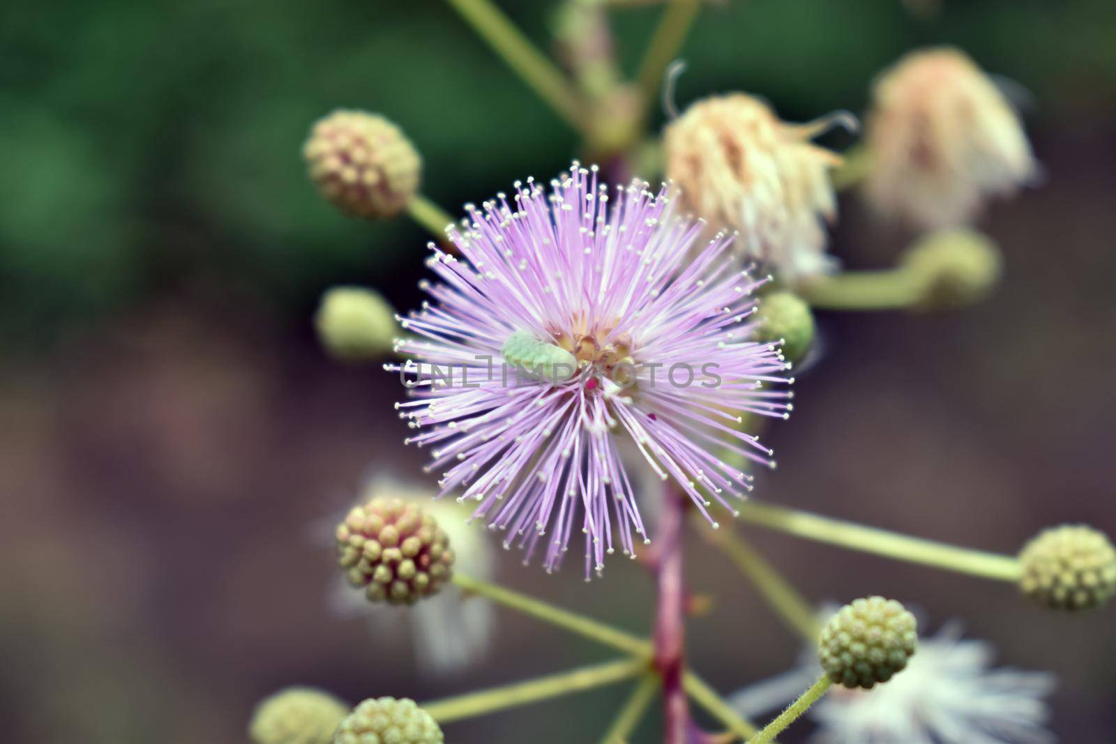 pink shameplant mimosa pudisa in the garden by tabishere