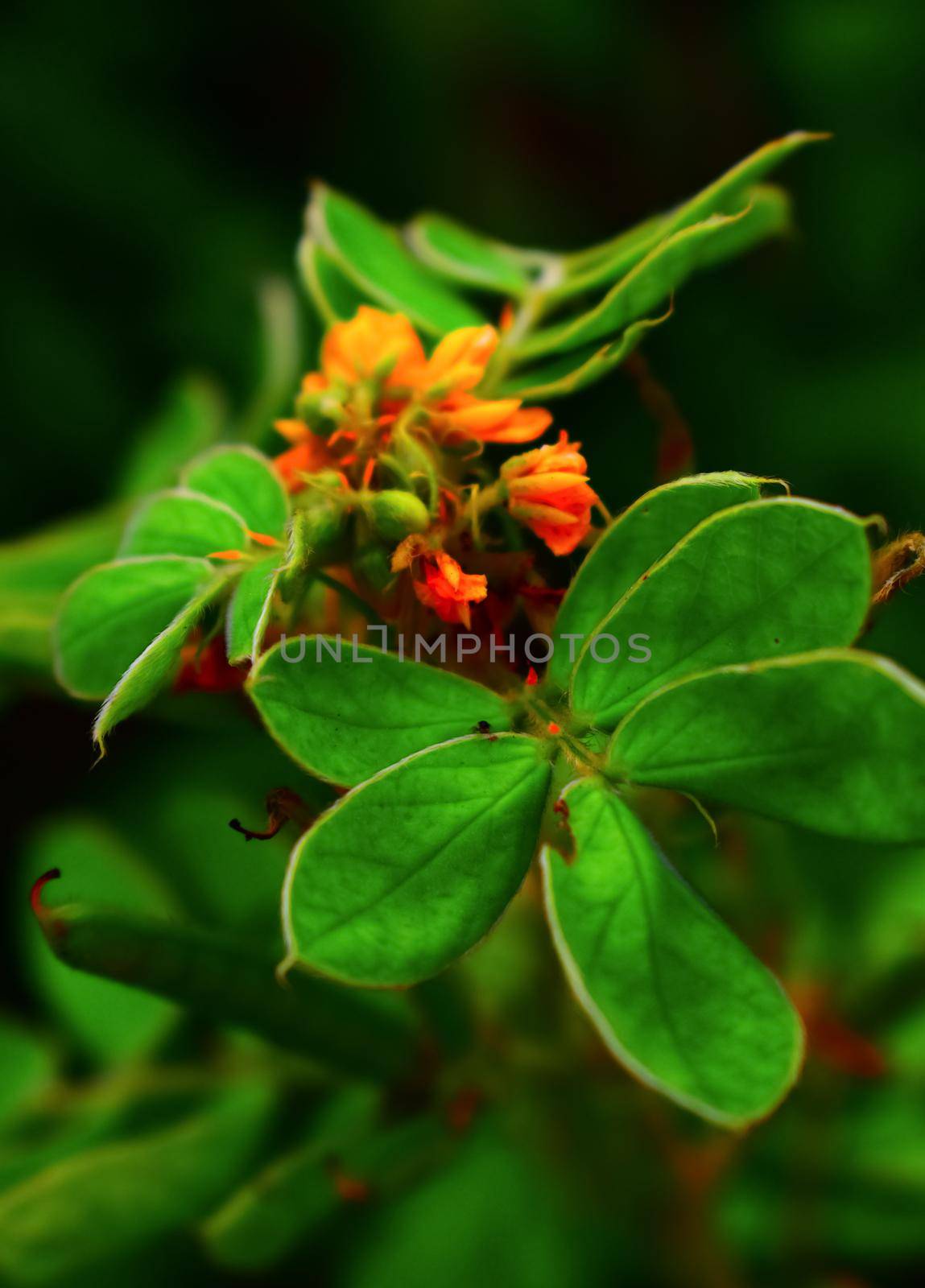 Close up red and yellow Caesalpinia pulcherrima flower on blur nature background. by tabishere