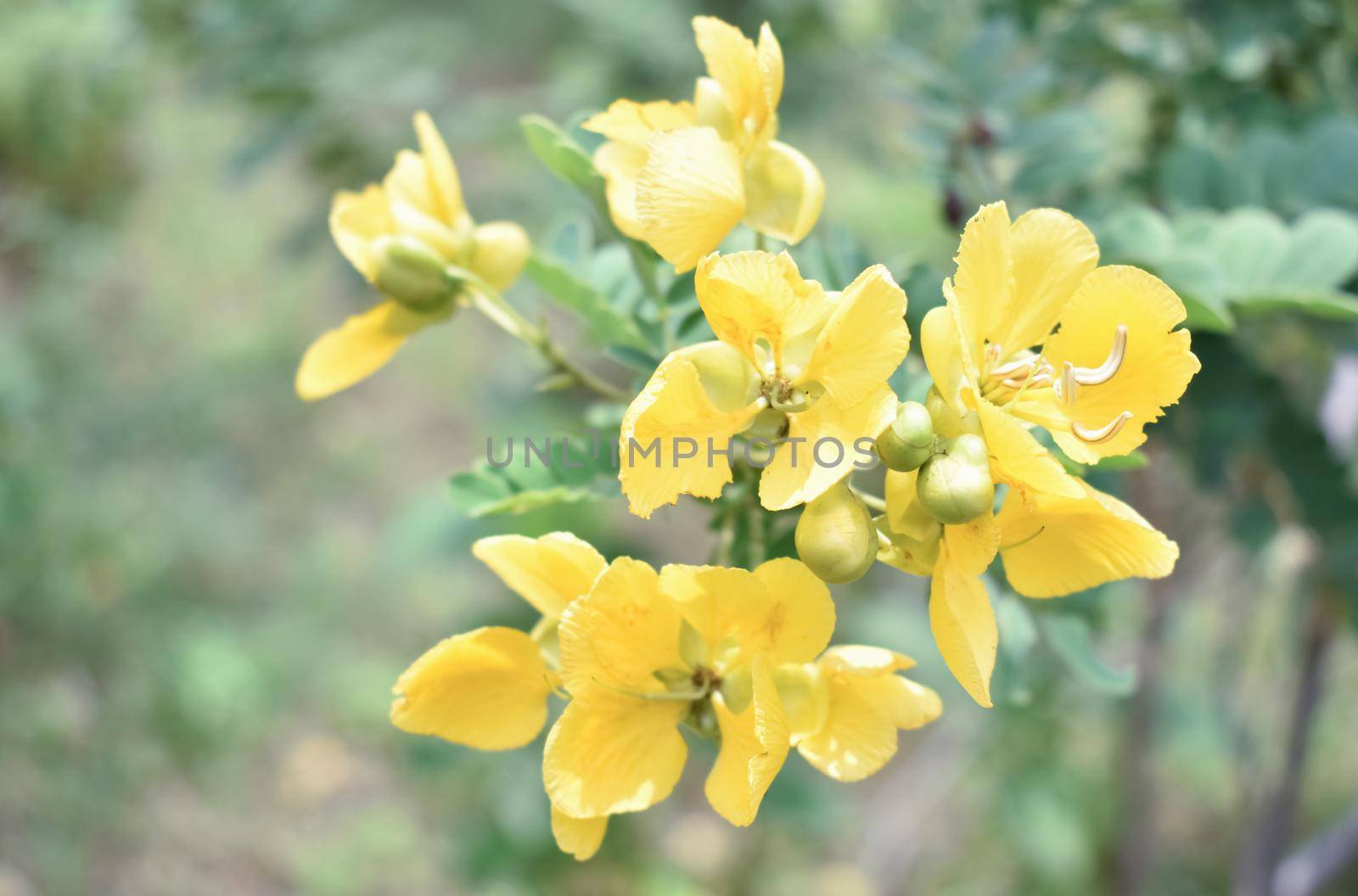 Beautiful yellow trumpet flowers are blooming in a fresh green garden. by tabishere