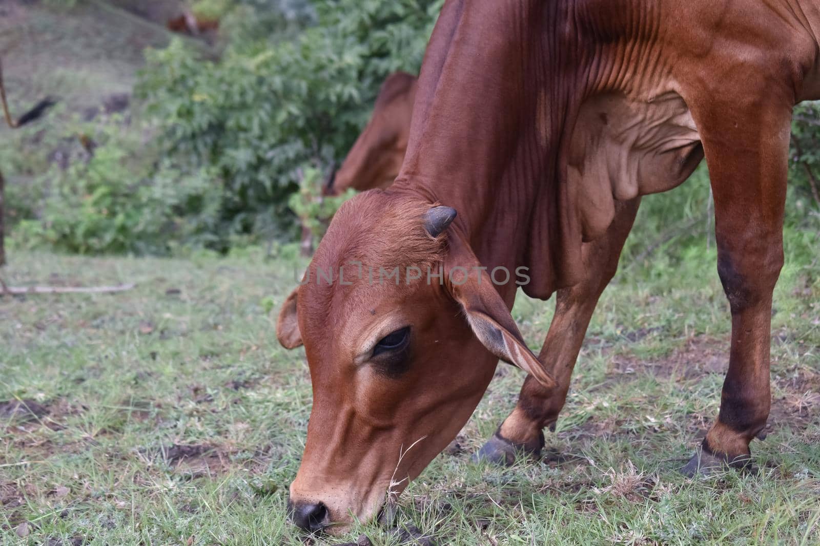 Indian cow grazing grass