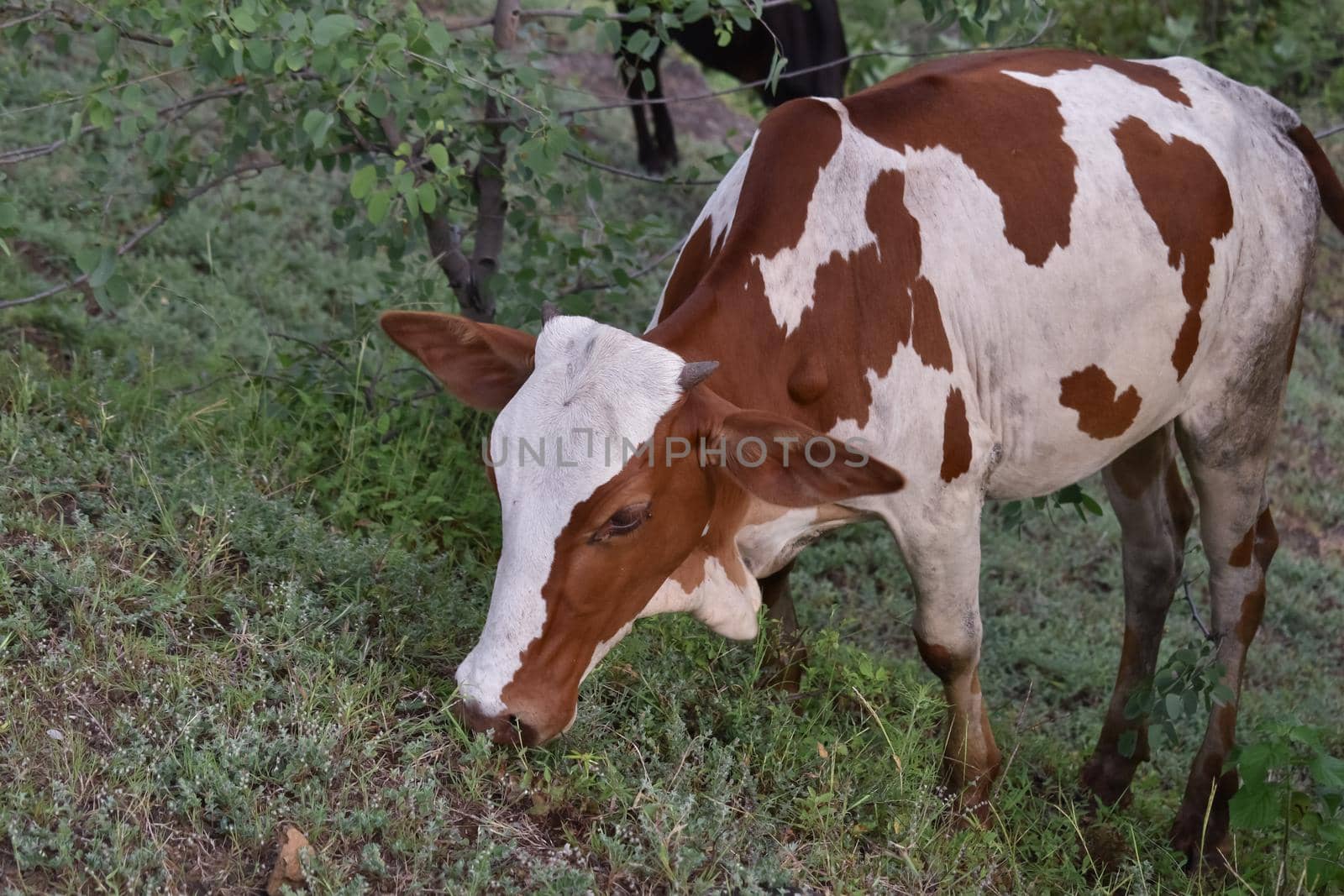 cow eating grass in a paddy field. Indian animal image