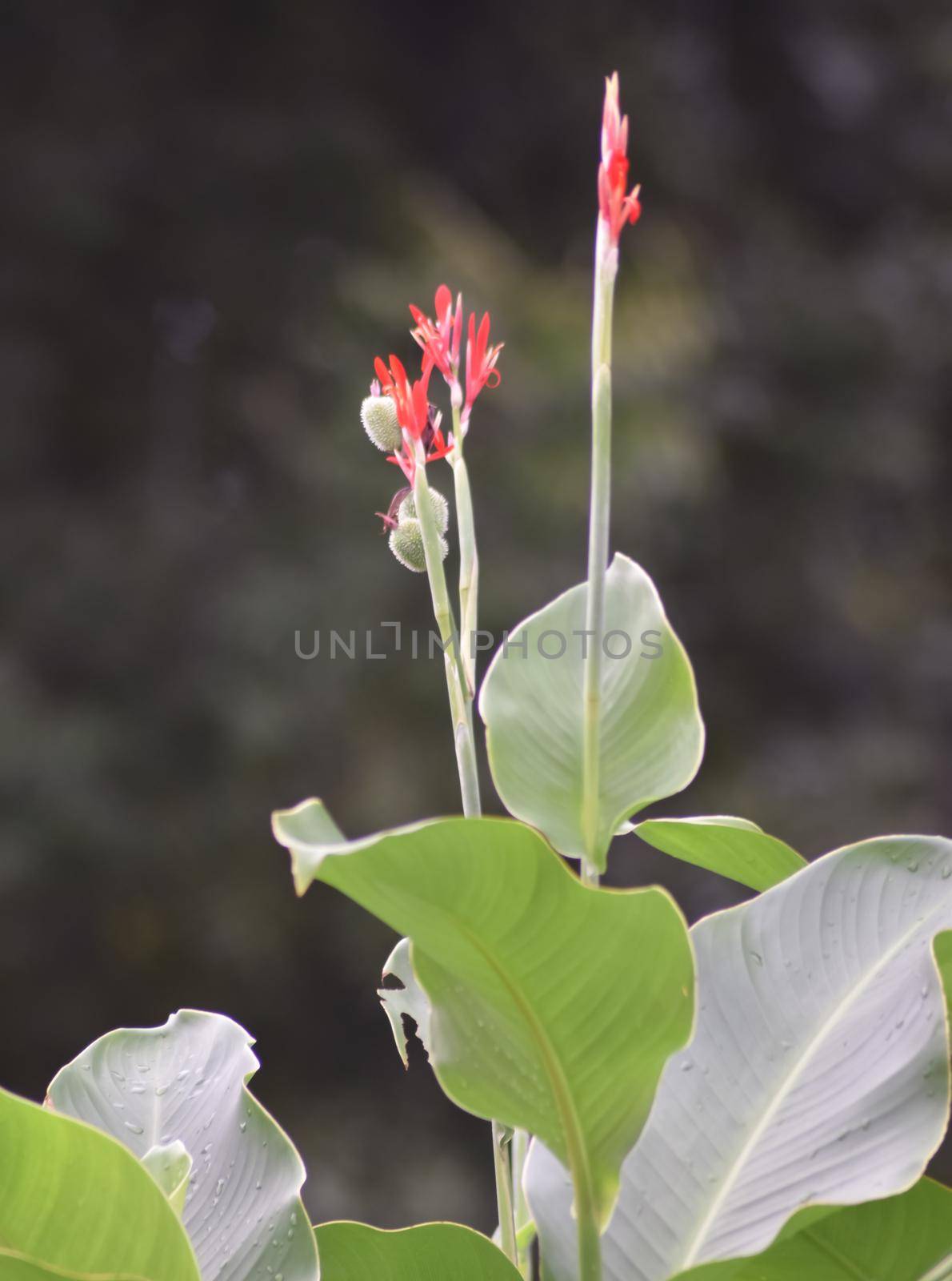 Red flower with big green leaves, Indian shot or African arrowroot, Sierra Leone arrowroot,canna, cannaceae, canna lily, Flowers at the park, nature background by tabishere