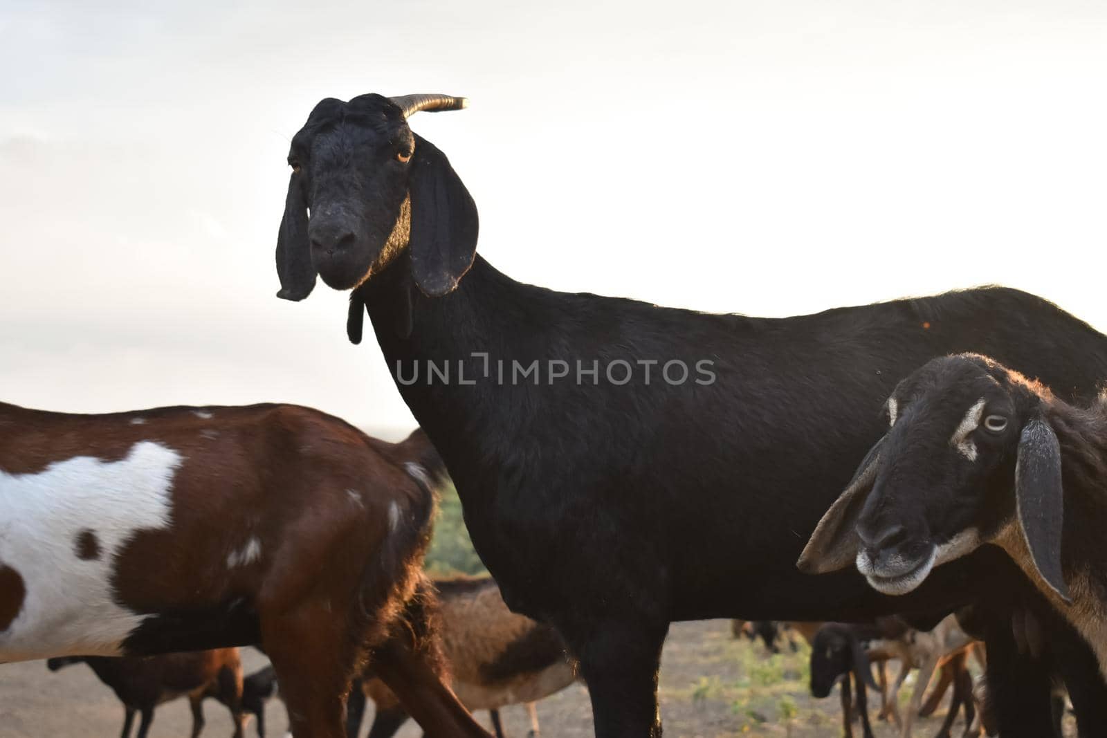 Goat. Portrait of a goat on a farm in the village. Beautiful goats posing. by tabishere
