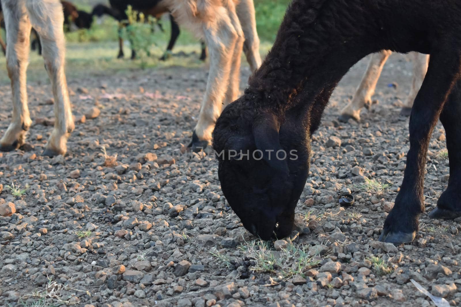 goat grazing on meadow, wide angle close photo with backlight sun