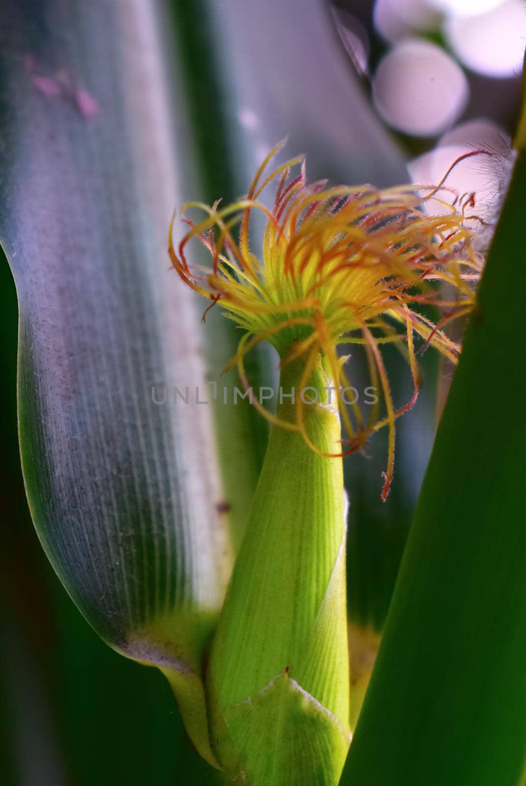 Scadoxus multiflorus or commonly called blood lily looks in contrast to the background. Use as background or design elements. by tabishere