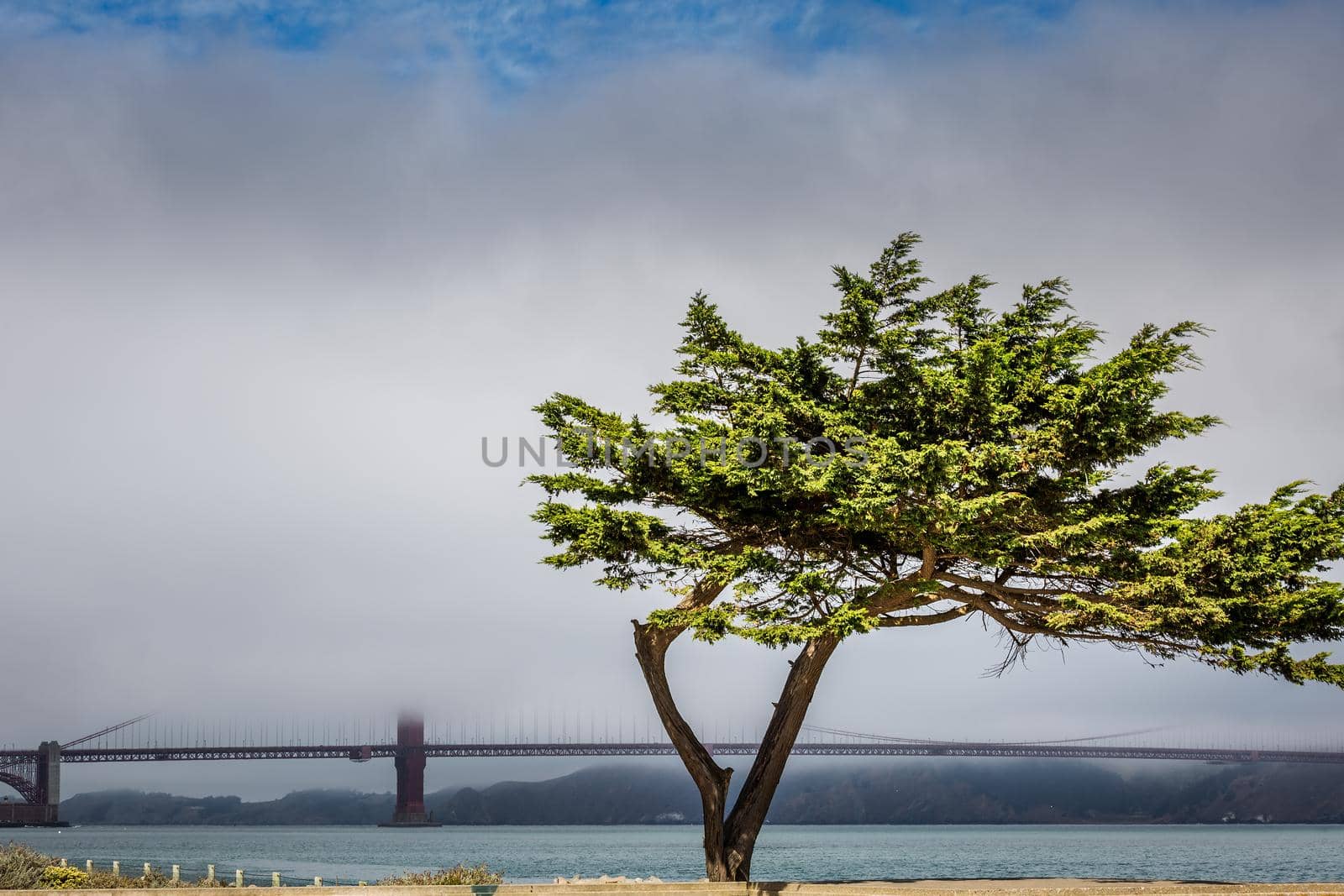 Travel in San Francisco. Tree and the view of Golden Gate Bridge, San Francisco, California, USA.