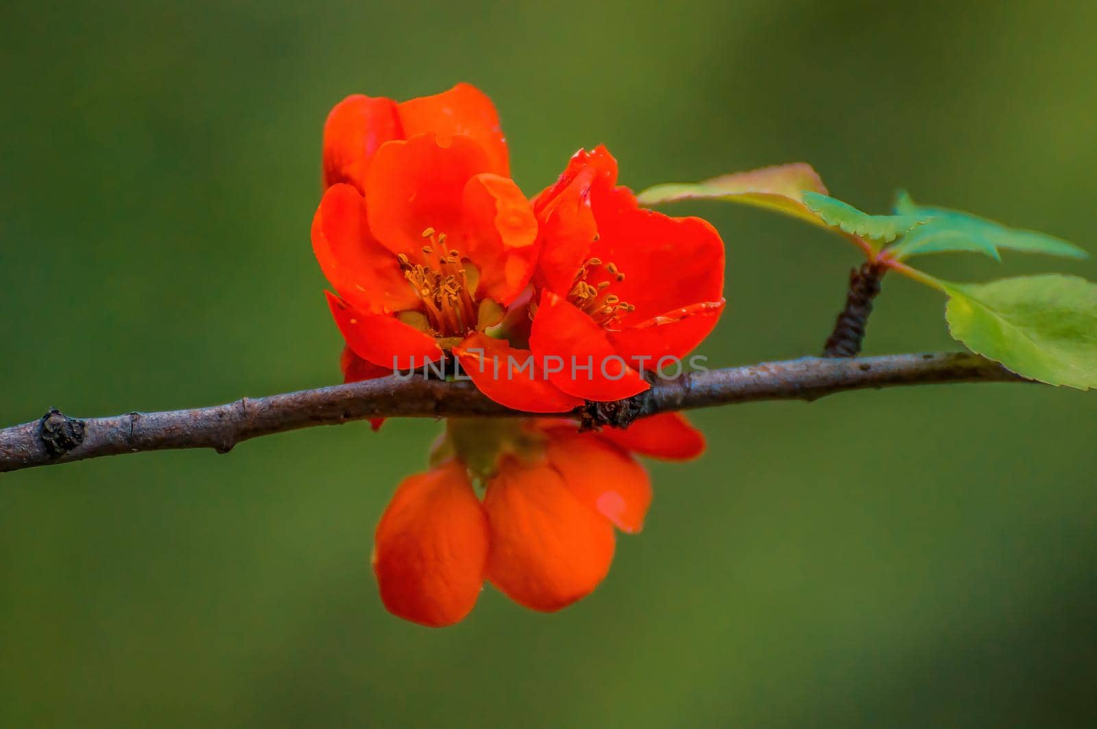 beautiful colorful flowers bloom in spring