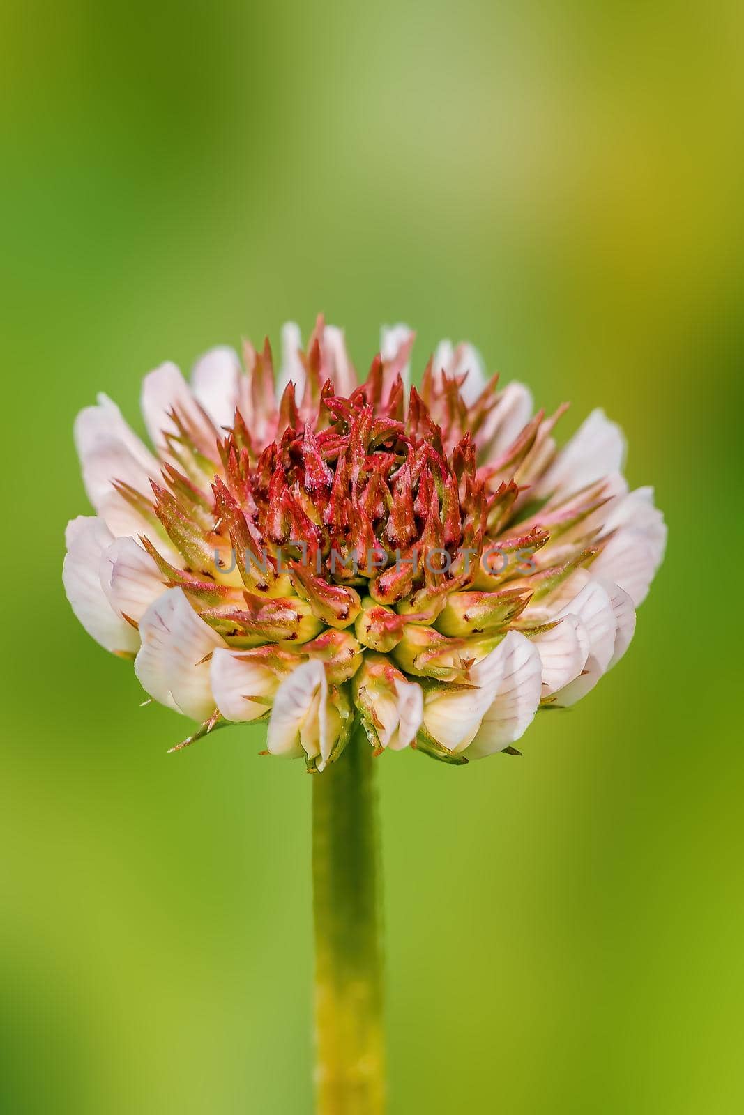 beautiful colorful flowers bloom in spring