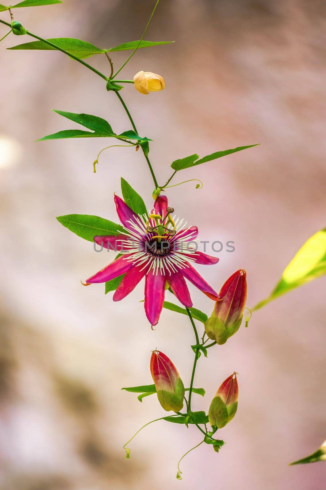 beautiful colorful flowers bloom in spring