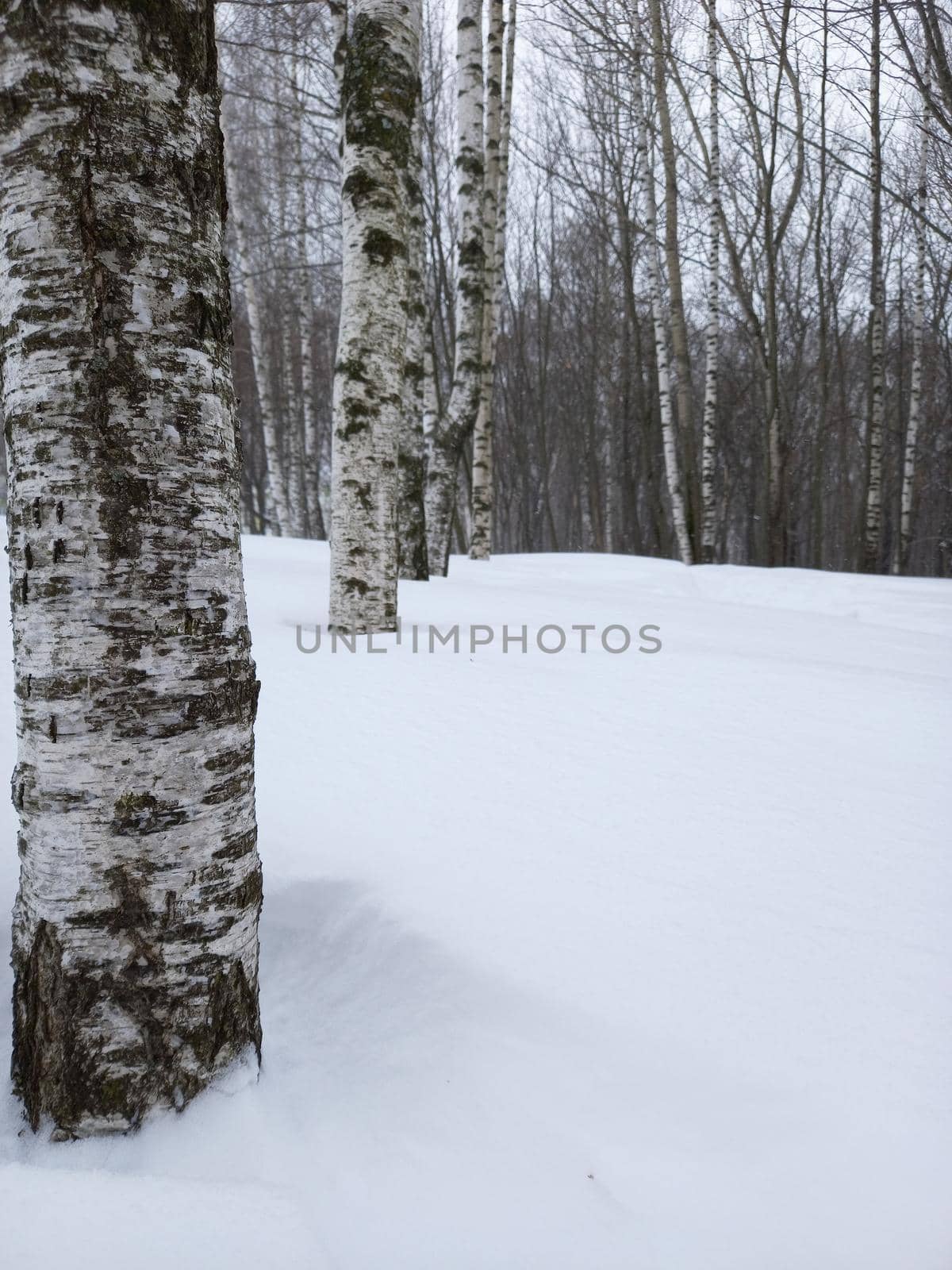 Trees in winter in the woods. Beautiful tree, birch trunk against the background of white snow. by Olga26