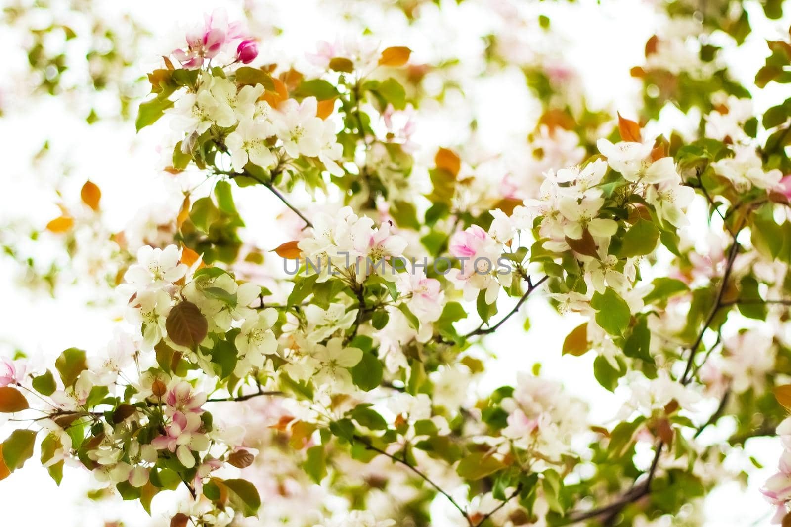 Branch of a blossoming decorative apple tree with buds and flowers, focus on the foreground, blurred background, selective focus.