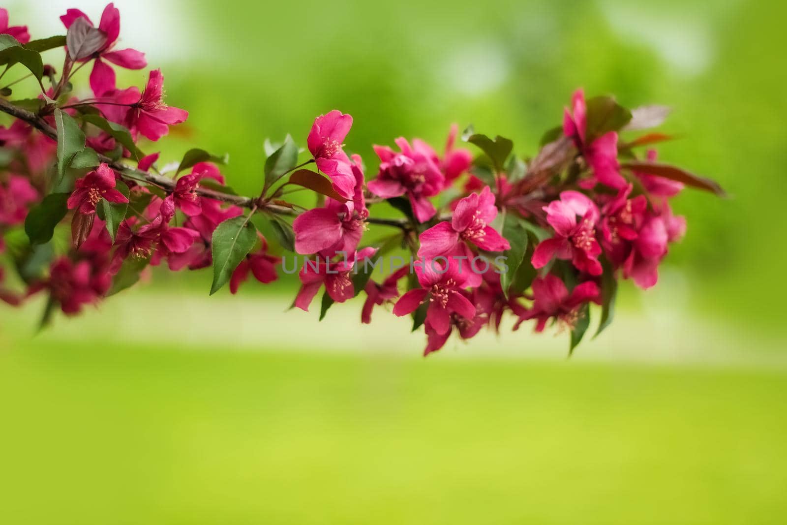 A branch of a blossoming decorative apple tree with red flowers, focus in the foreground, blurred background, selective focus. Spring flowers.